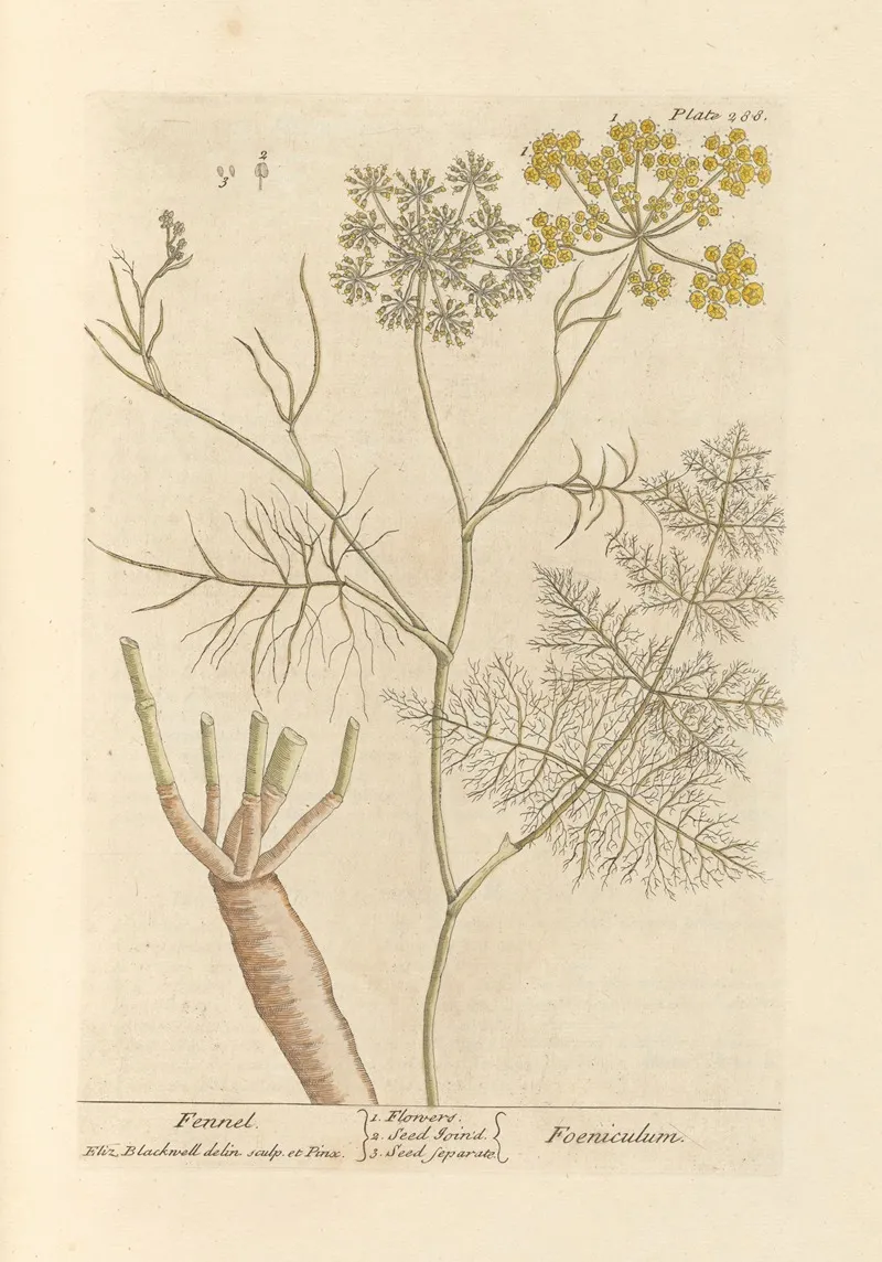 Fennel Wall Art by Elizabeth Blackwell - High-Resolution Digital Print