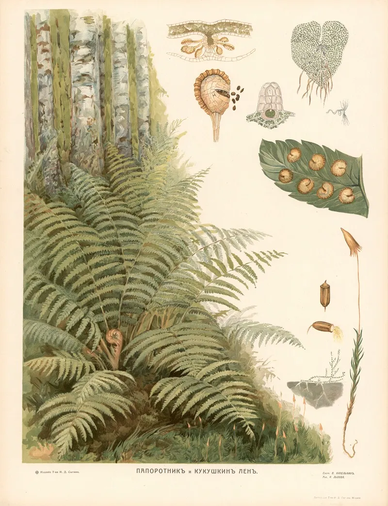 Fern 2 Wall Art by T-va I. D. Sytina - High-Resolution Digital Print