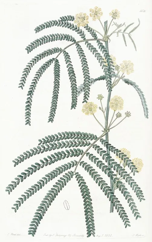 Fern Leaved Acacia Wall Art by Sydenham Edwards - High-Resolution Digital Print