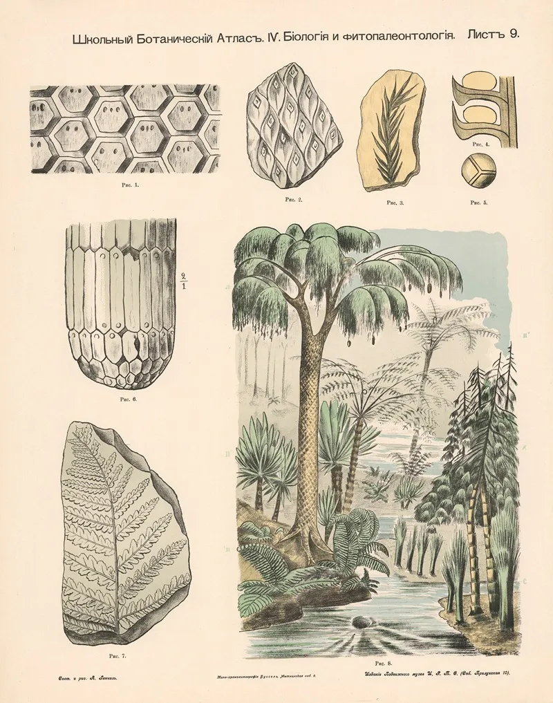 Ferns And Cryptogams Wall Art by Alexander-Paul Henckel - High-Resolution Digital Print