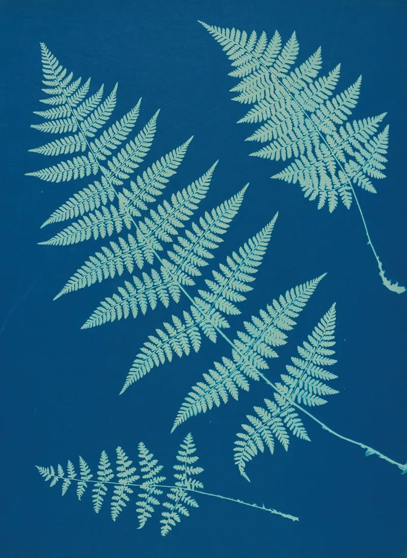 Ferns Of Huntington Long Island Pl 02 Wall Art by Ella J. C. Hurd - High-Resolution Digital Print