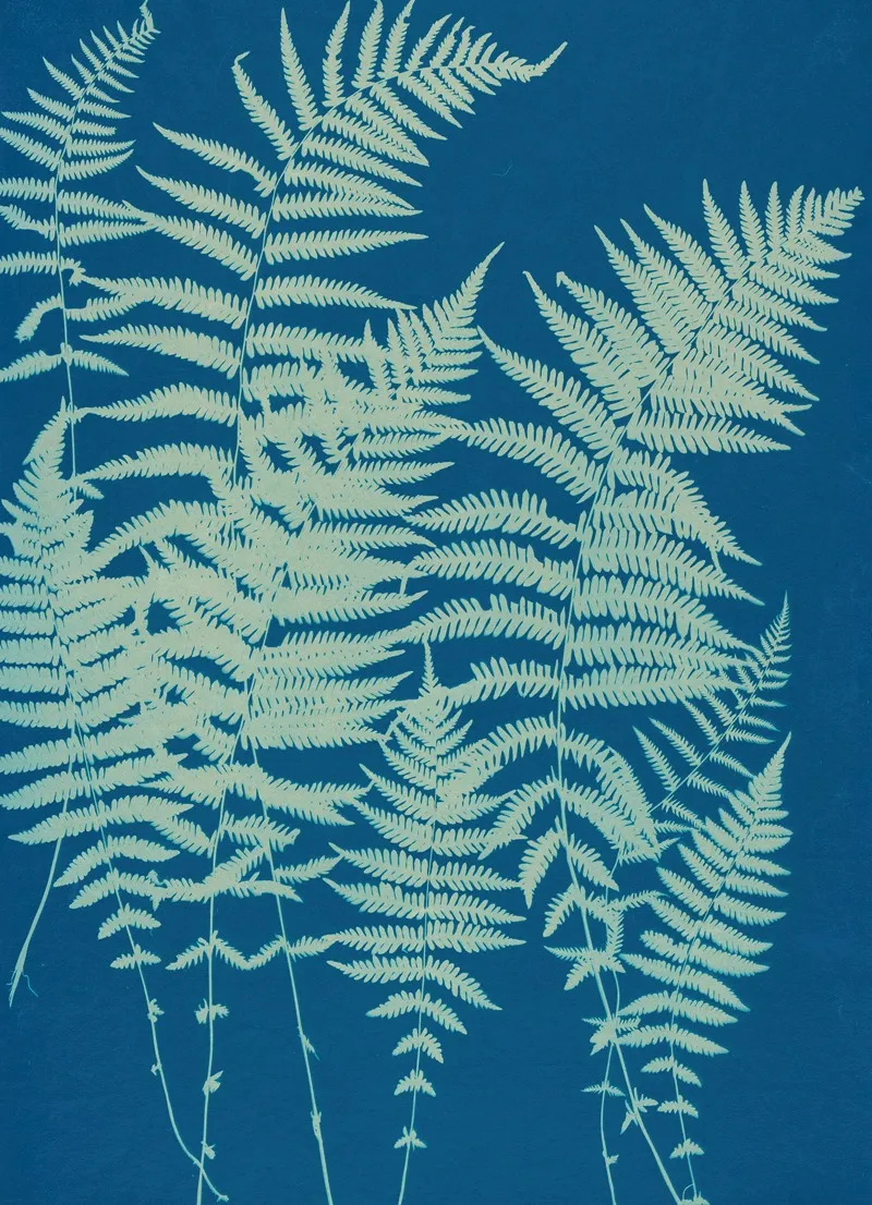Ferns Of Huntington Long Island Pl 03 Wall Art by Ella J. C. Hurd - High-Resolution Digital Print