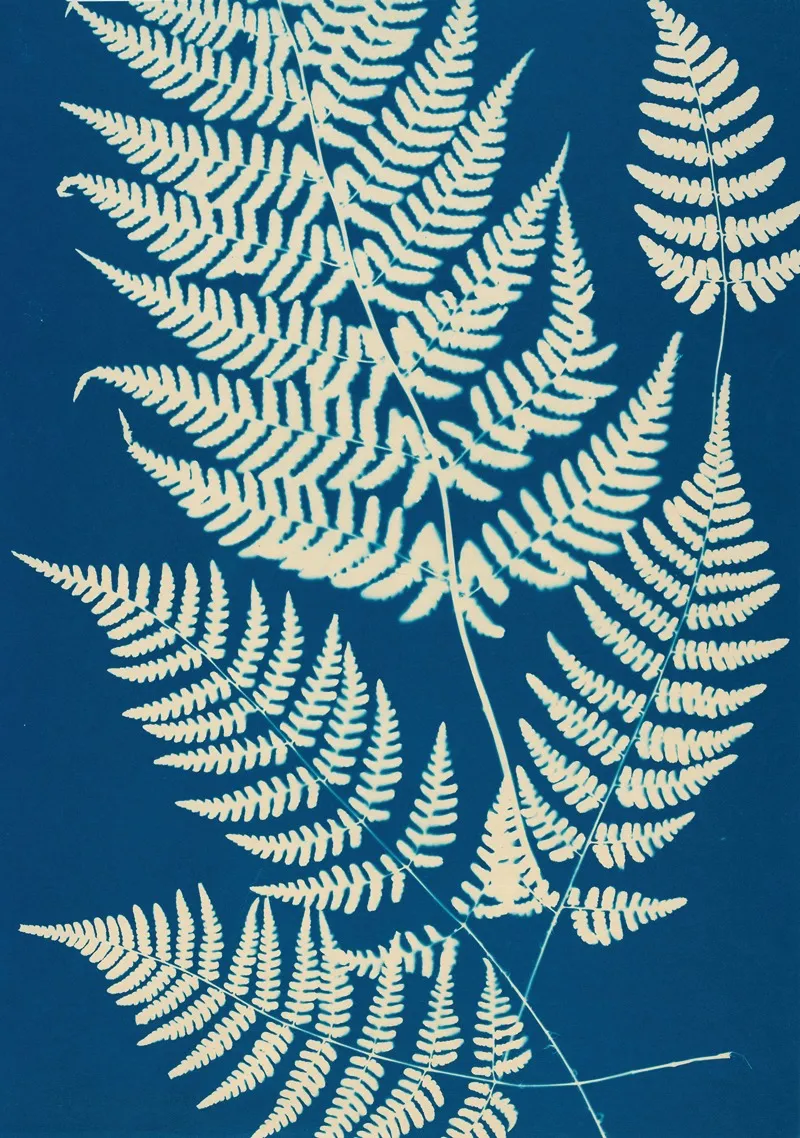 Ferns Of Huntington Long Island Pl 04 Wall Art by Ella J. C. Hurd - High-Resolution Digital Print