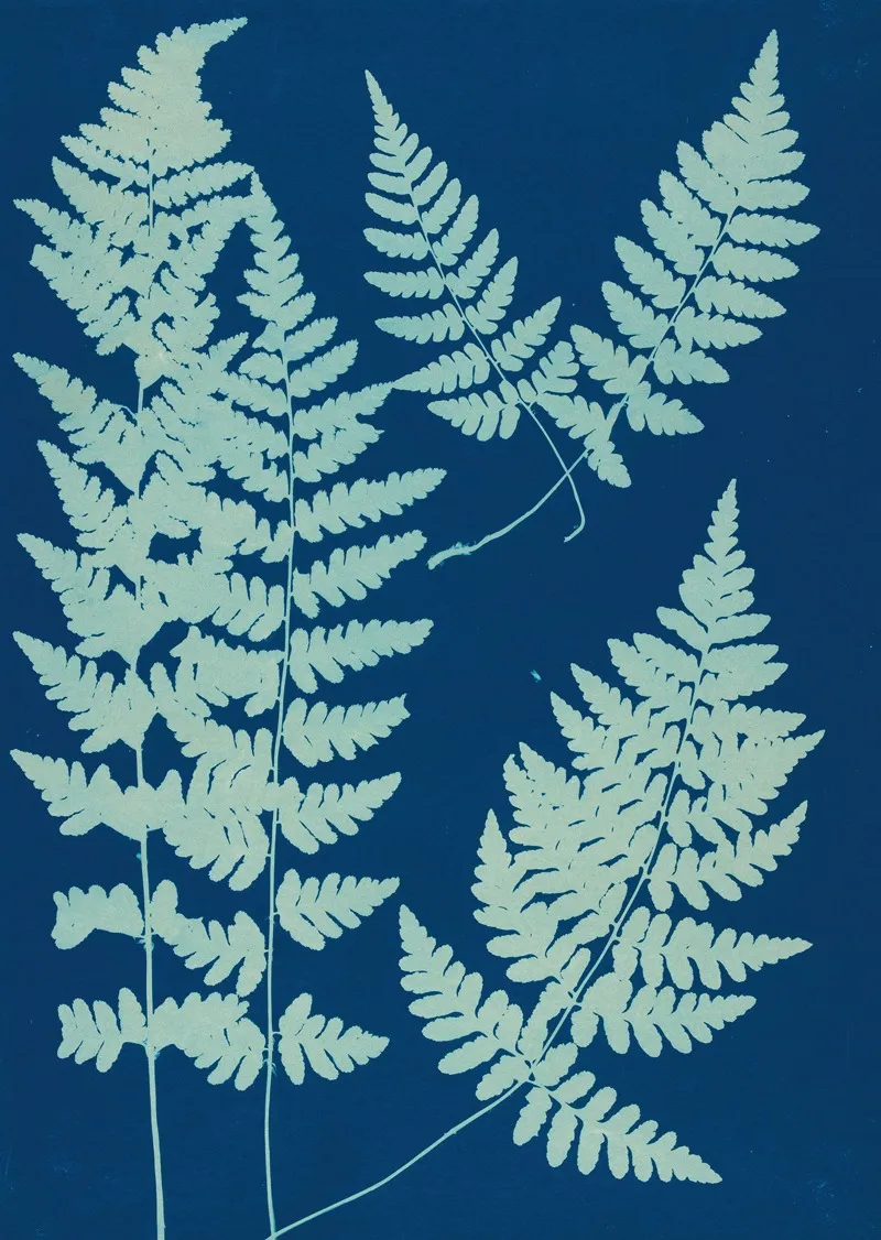 Ferns Of Huntington Long Island Pl 05 Wall Art by Ella J. C. Hurd - High-Resolution Digital Print