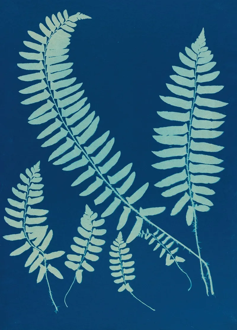 Ferns Of Huntington Long Island Pl 06 Wall Art by Ella J. C. Hurd - High-Resolution Digital Print