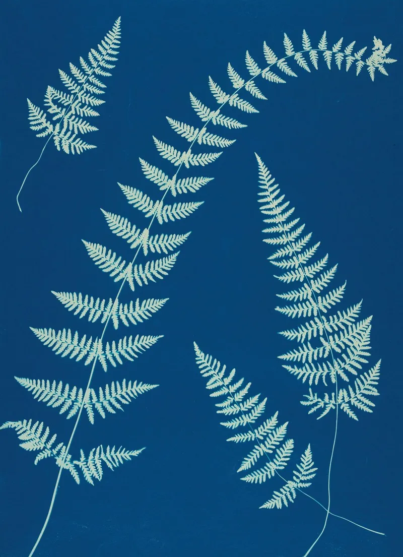 Ferns Of Huntington Long Island Pl 08 Wall Art by Ella J. C. Hurd - High-Resolution Digital Print