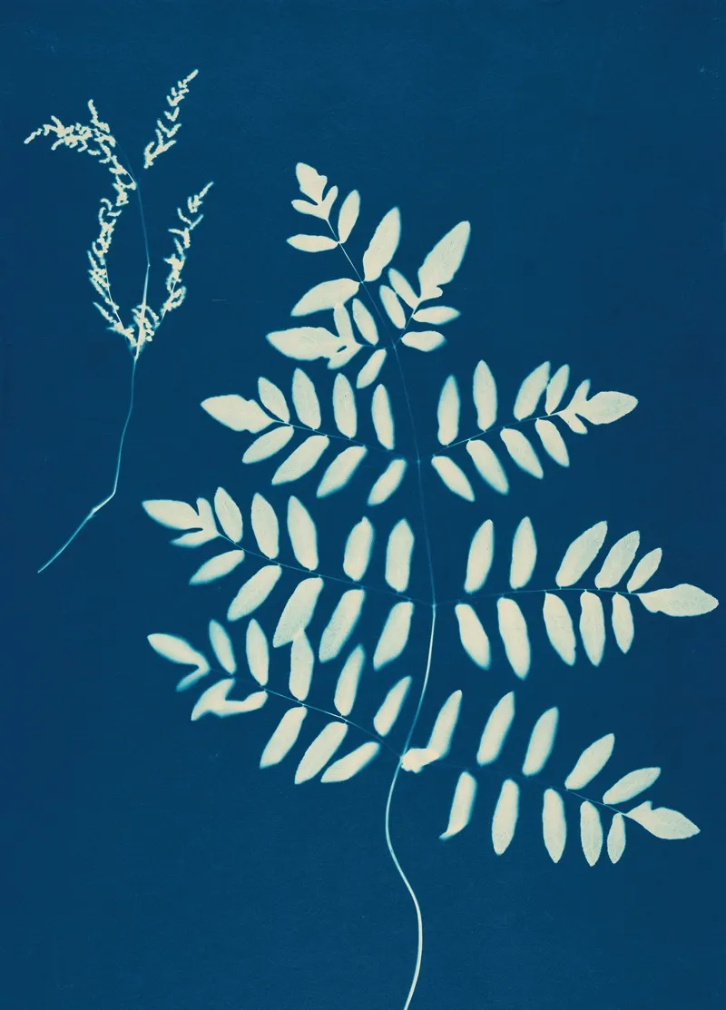 Ferns Of Huntington Long Island Pl 10 Wall Art by Ella J. C. Hurd - High-Resolution Digital Print