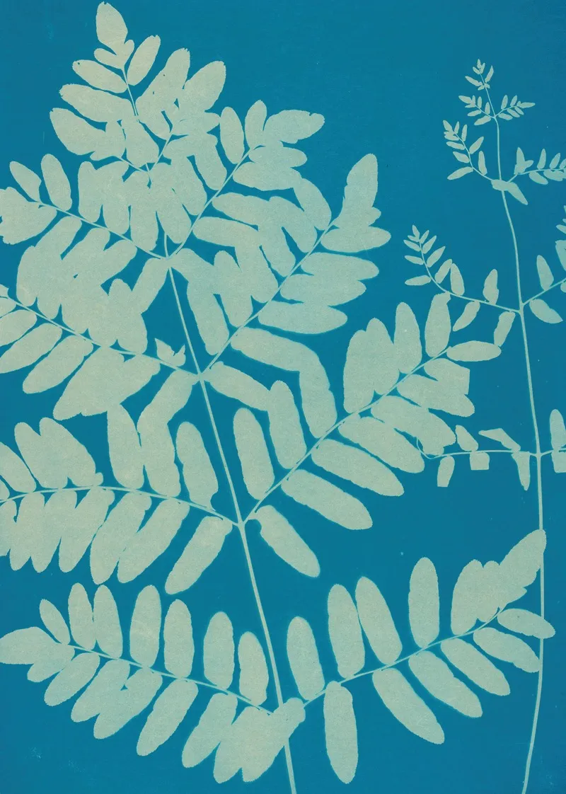 Ferns Of Huntington Long Island Pl 11 Wall Art by Ella J. C. Hurd - High-Resolution Digital Print