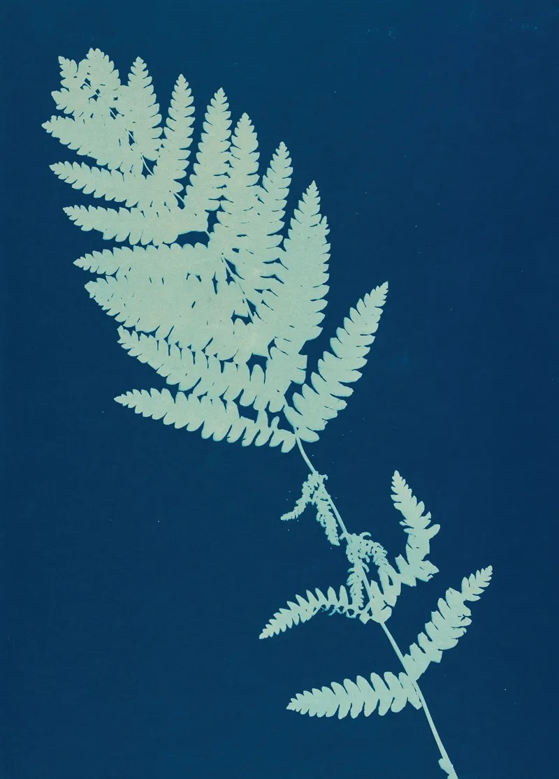 Ferns Of Huntington Long Island Pl 13 Wall Art by Ella J. C. Hurd - High-Resolution Digital Print