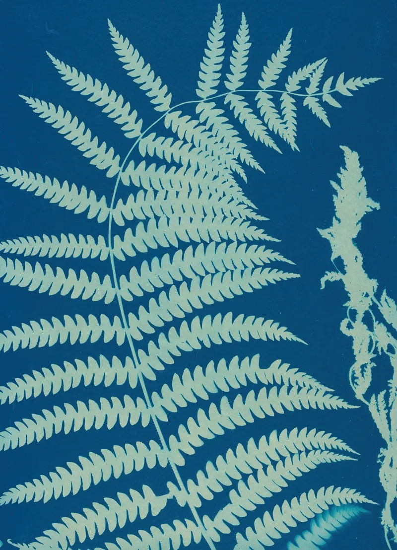 Ferns Of Huntington Long Island Pl 14 Wall Art by Ella J. C. Hurd - High-Resolution Digital Print