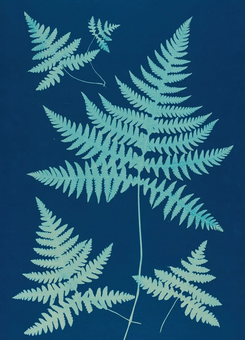 Ferns Of Huntington Long Island Pl 17 Wall Art by Ella J. C. Hurd - High-Resolution Digital Print