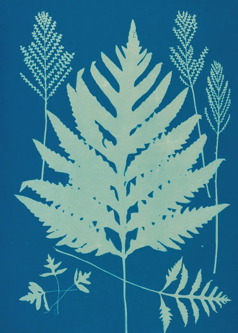 Ferns Of Huntington Long Island Pl 22 Wall Art by Ella J. C. Hurd - High-Resolution Digital Print