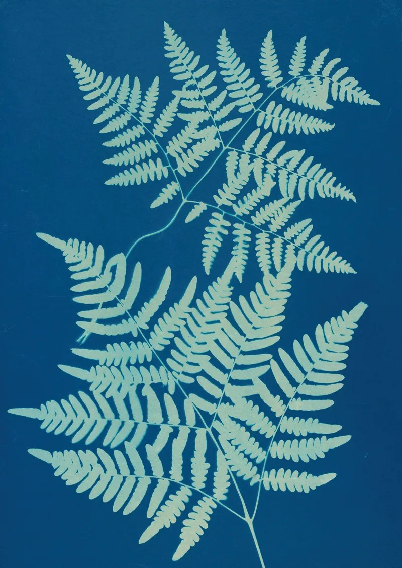Ferns Of Huntington Long Island Pl 24 Wall Art by Ella J. C. Hurd - High-Resolution Digital Print