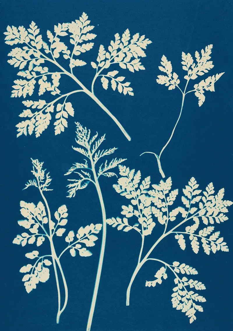 Ferns Of Huntington Long Island Pl 25 Wall Art by Ella J. C. Hurd - High-Resolution Digital Print