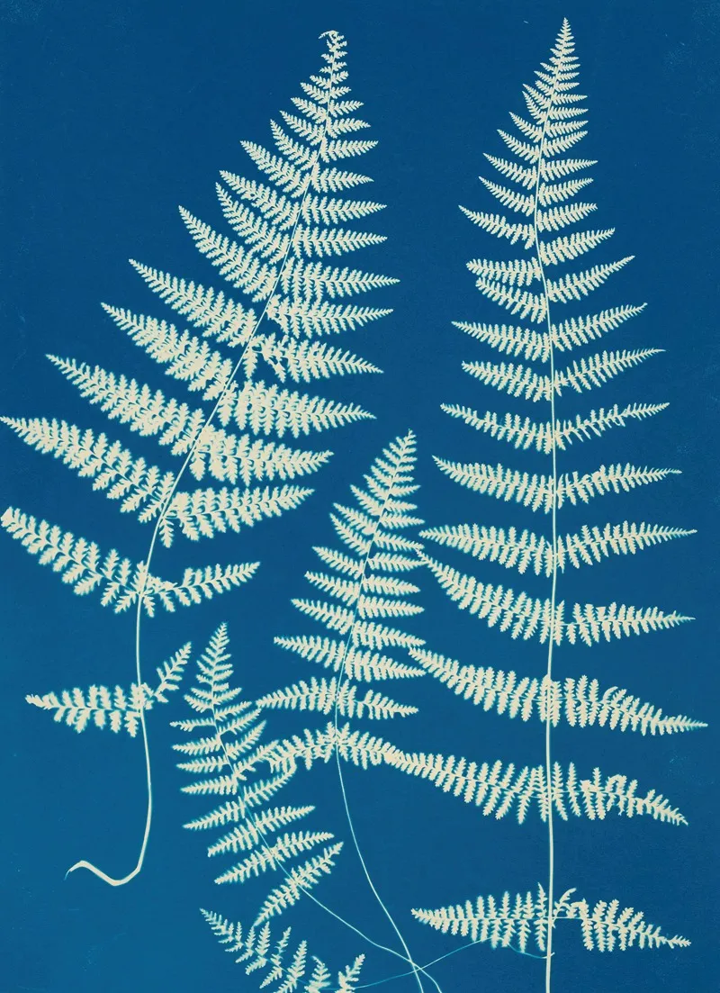 Ferns Of Huntington Long Island Pl 26 Wall Art by Ella J. C. Hurd - High-Resolution Digital Print