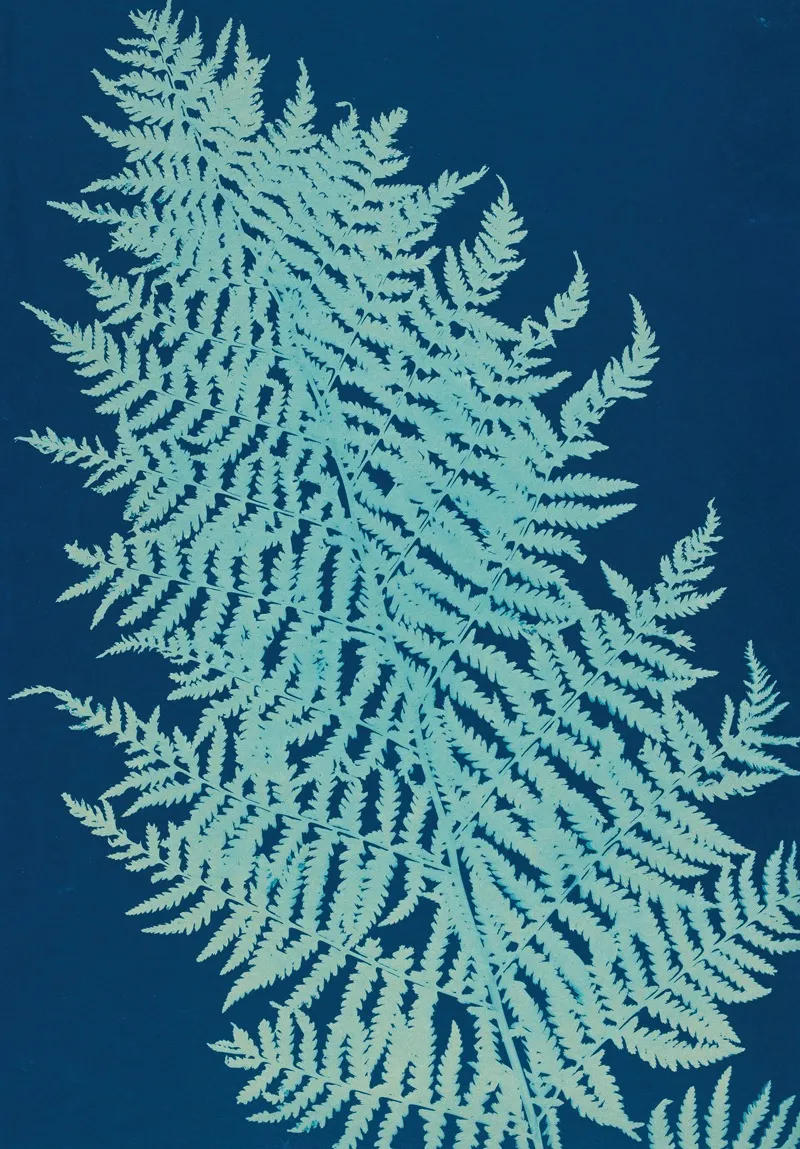 Ferns Of Huntington Long Island Pl 28 Wall Art by Ella J. C. Hurd - High-Resolution Digital Print