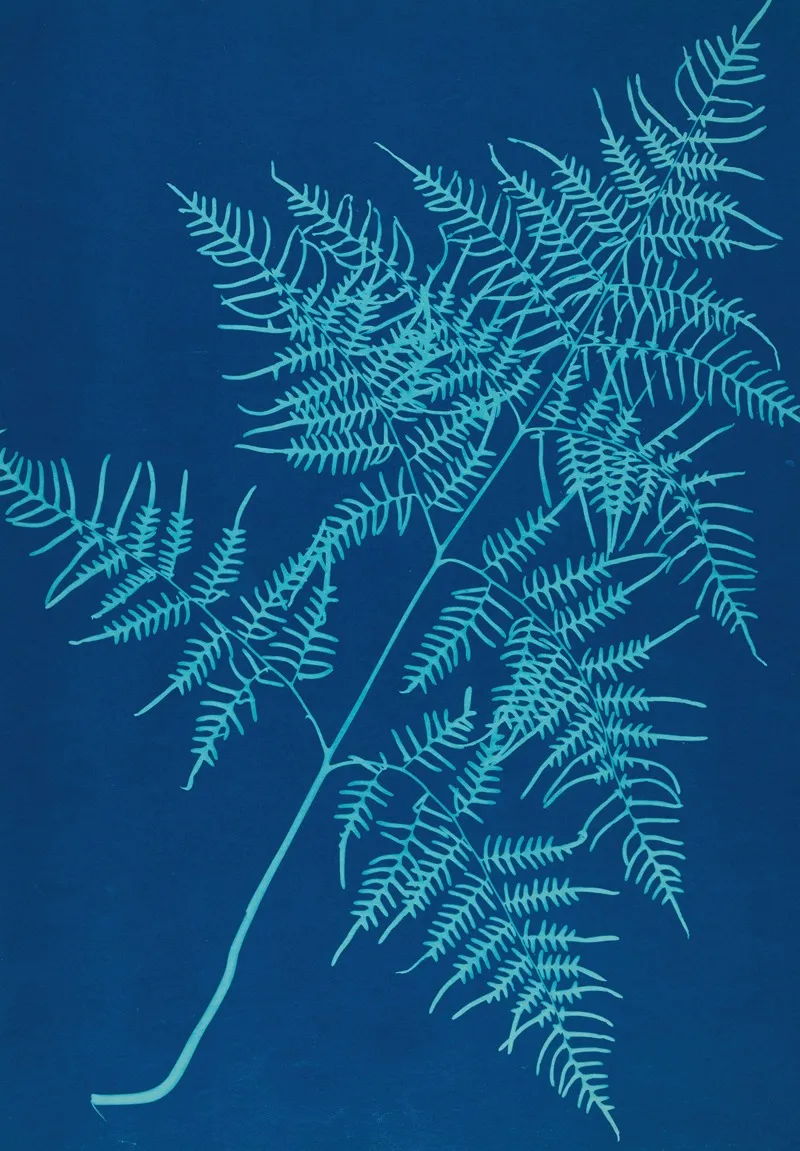 Ferns Of Huntington Long Island Pl 30 Wall Art by Ella J. C. Hurd - High-Resolution Digital Print