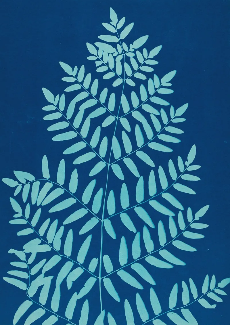 Ferns Of Huntington Long Island Pl 33 Wall Art by Ella J. C. Hurd - High-Resolution Digital Print