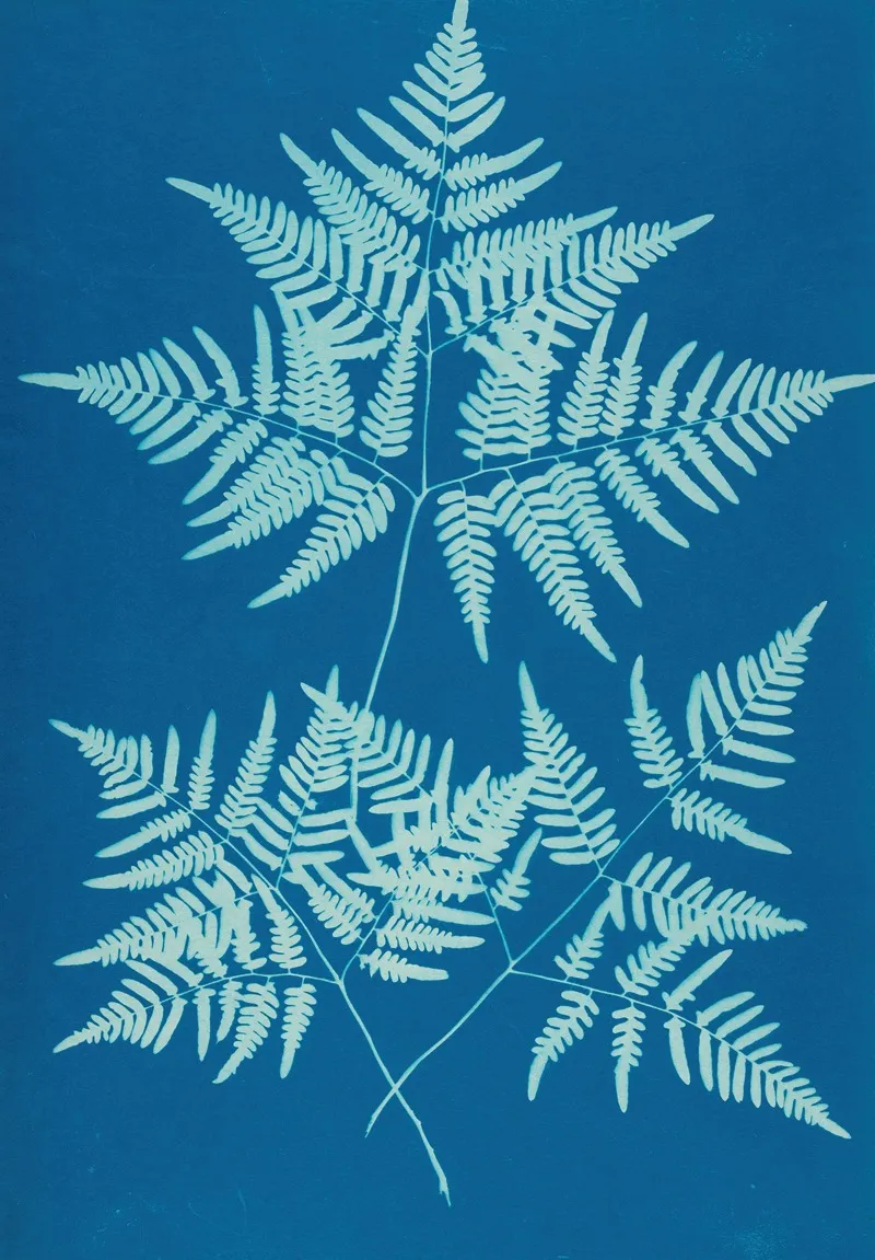 Ferns Of Huntington Long Island Pl 34 Wall Art by Ella J. C. Hurd - High-Resolution Digital Print