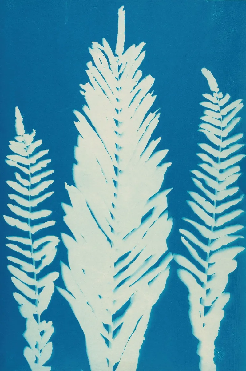 Ferns Of Huntington Long Island Pl 36 Wall Art by Ella J. C. Hurd - High-Resolution Digital Print