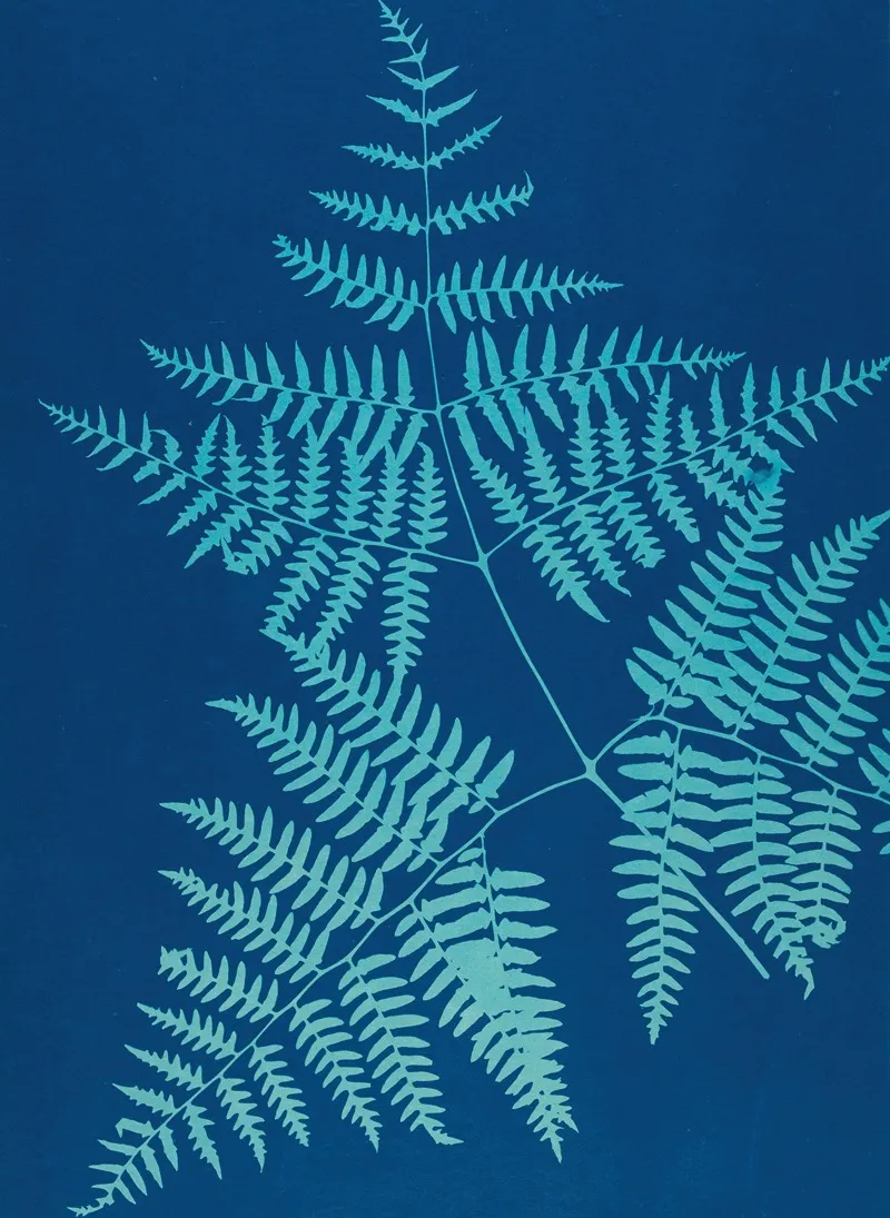 Ferns Of Huntington Long Island Pl 38 Wall Art by Ella J. C. Hurd - High-Resolution Digital Print