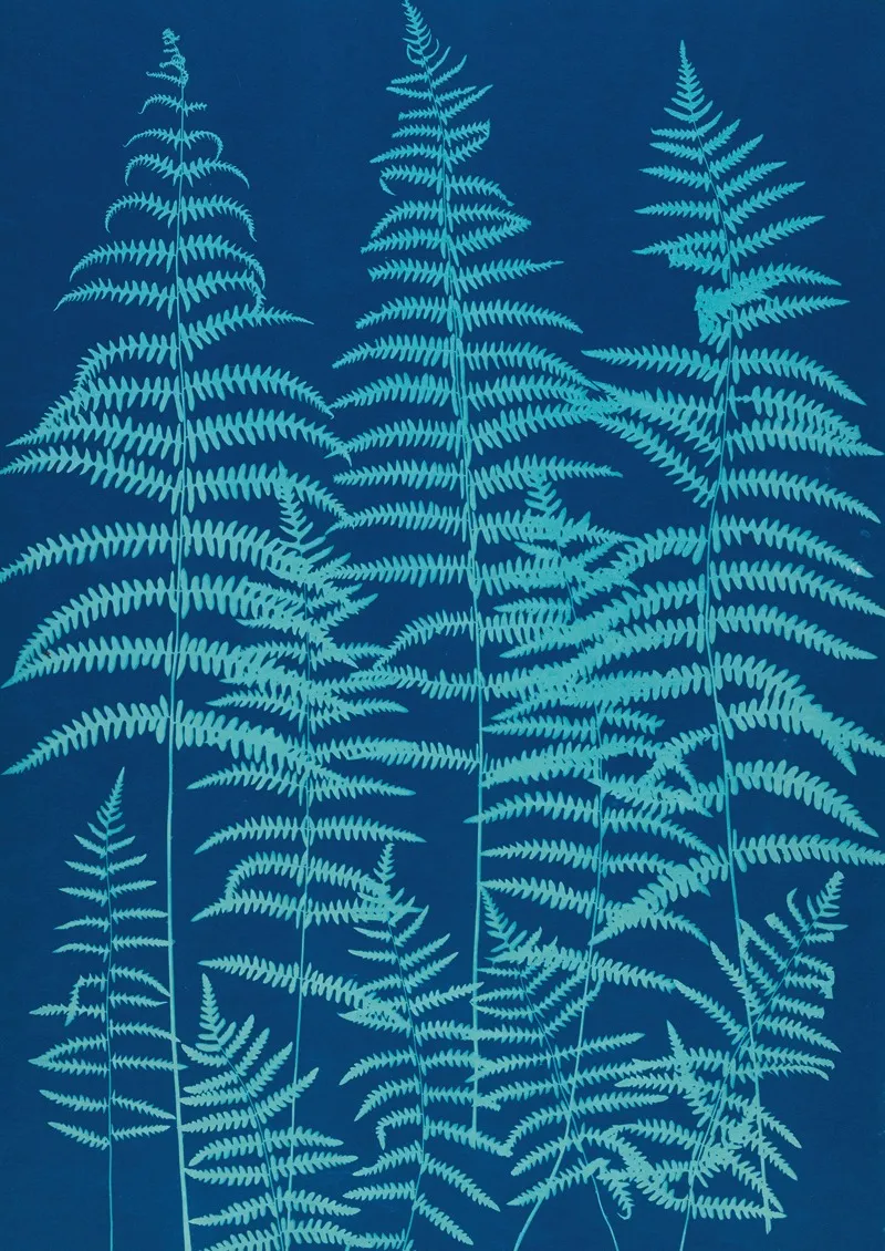 Ferns Of Huntington Long Island Pl 39 Wall Art by Ella J. C. Hurd - High-Resolution Digital Print