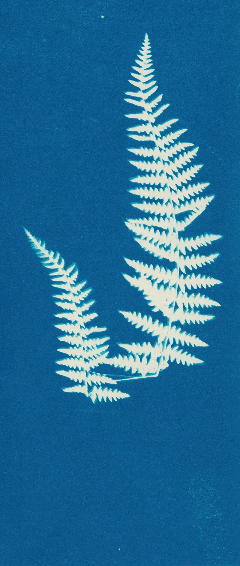 Ferns Of Huntington Long Island Pl 43 Wall Art by Ella J. C. Hurd - High-Resolution Digital Print