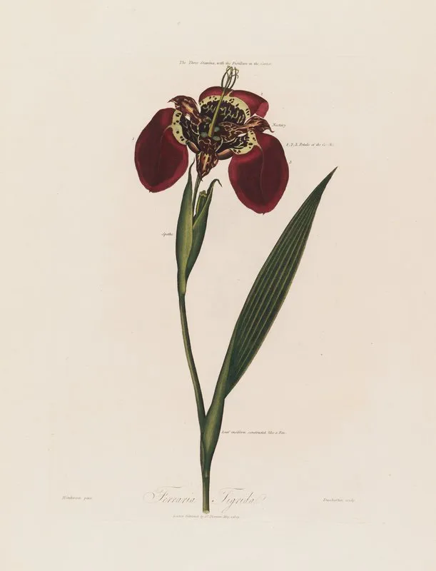 Ferraria Tigrida Wall Art by Robert John Thornton - High-Resolution Digital Print