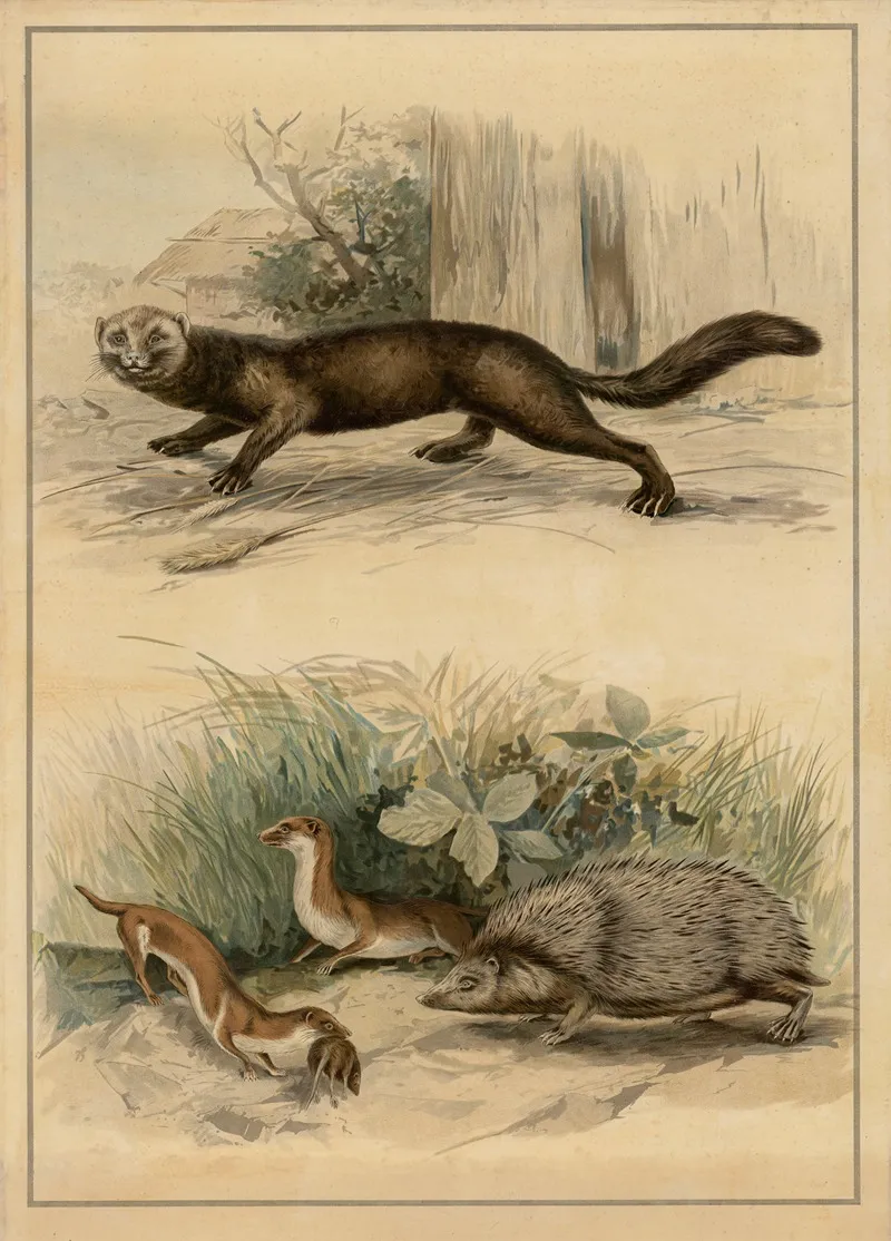 Ferret Weasel And Hedgehog