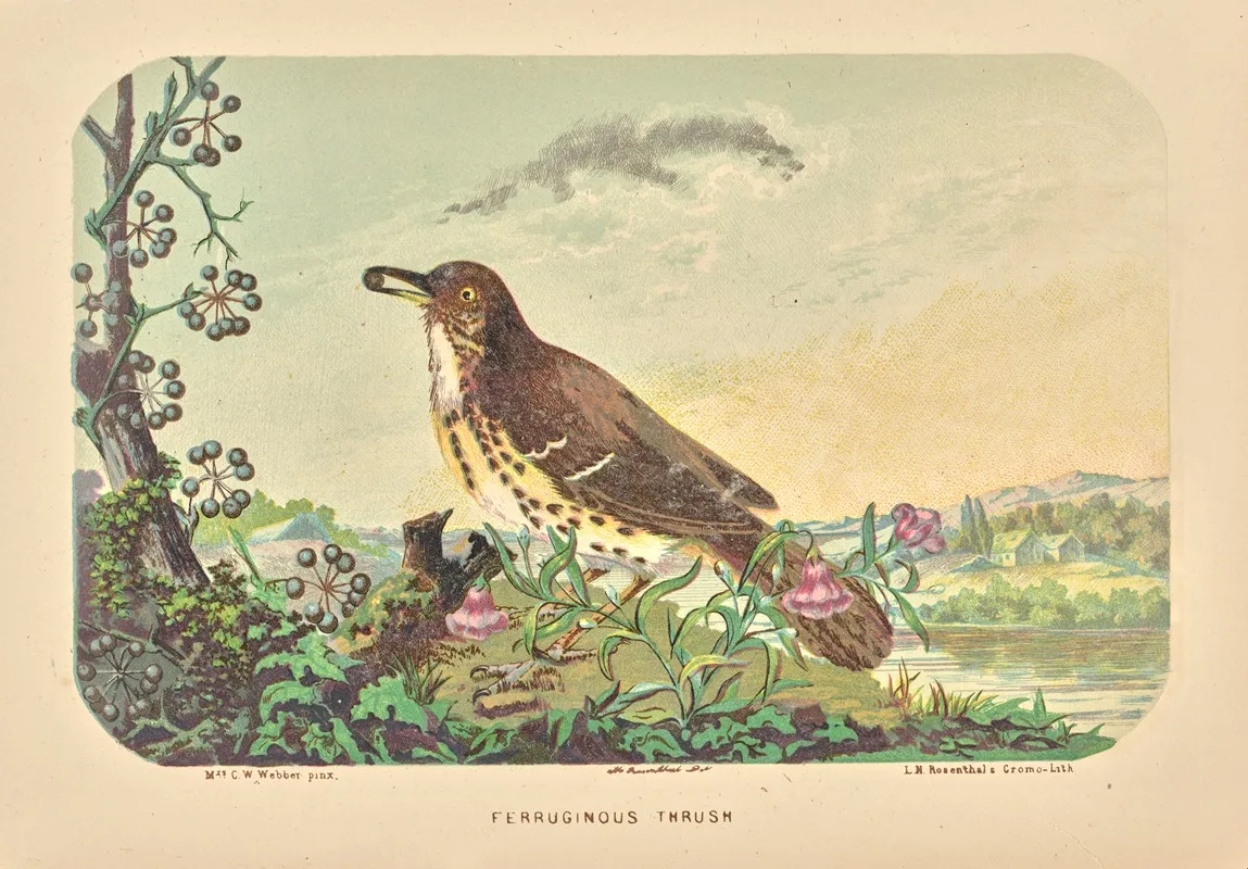 Ferruginous Thrush 2 Wall Art by Charles Wilkins Webber - High-Resolution Digital Print