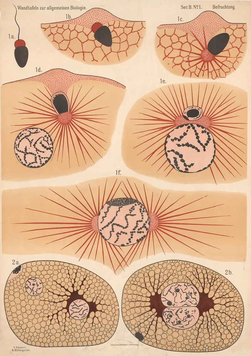 Fertilization 2 Wall Art by Valentin Haecker - High-Resolution Digital Print