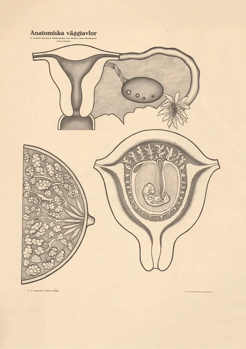 Fertilization And Fetal Development Wall Art by Karolina Widerström - High-Resolution Digital Print