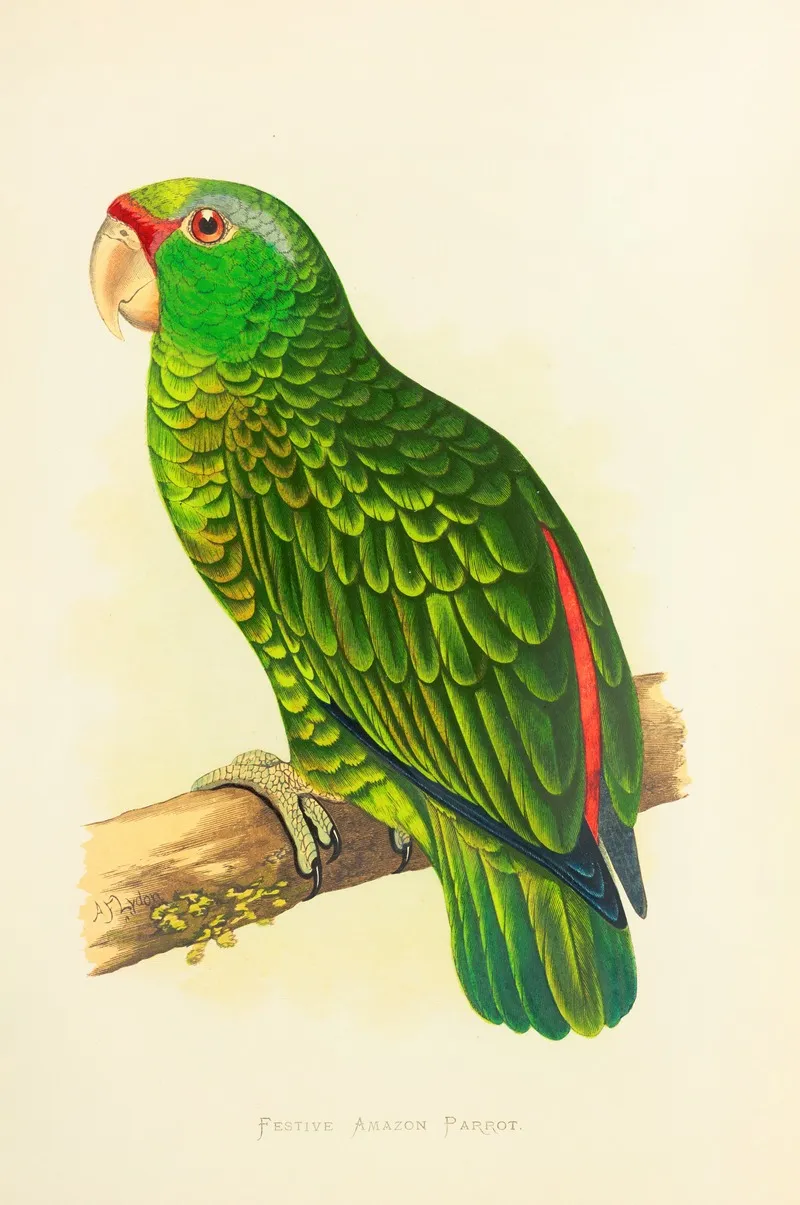 Festive Amazon Parrot Wall Art by Alexander Francis Lydon - High-Resolution Digital Print