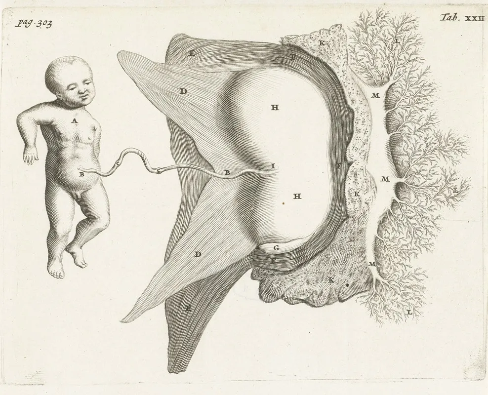 Fetus Still Connected To The Uterus By The Umbilical Cord Wall Art by Hendrik Bary - High-Resolution Digital Print