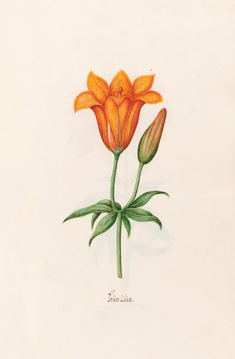 Feuer Lilia Lily Wall Art by Magdelena Rosina Funck - High-Resolution Digital Print