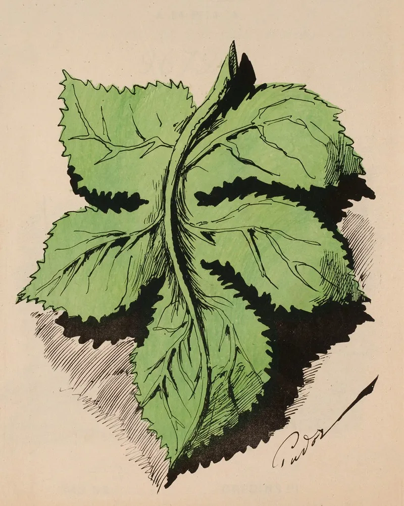 Feuille De Vigne Verte