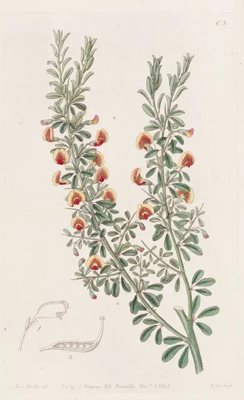 Few Leaved Bossiaea Wall Art by Sydenham Edwards - High-Resolution Digital Print