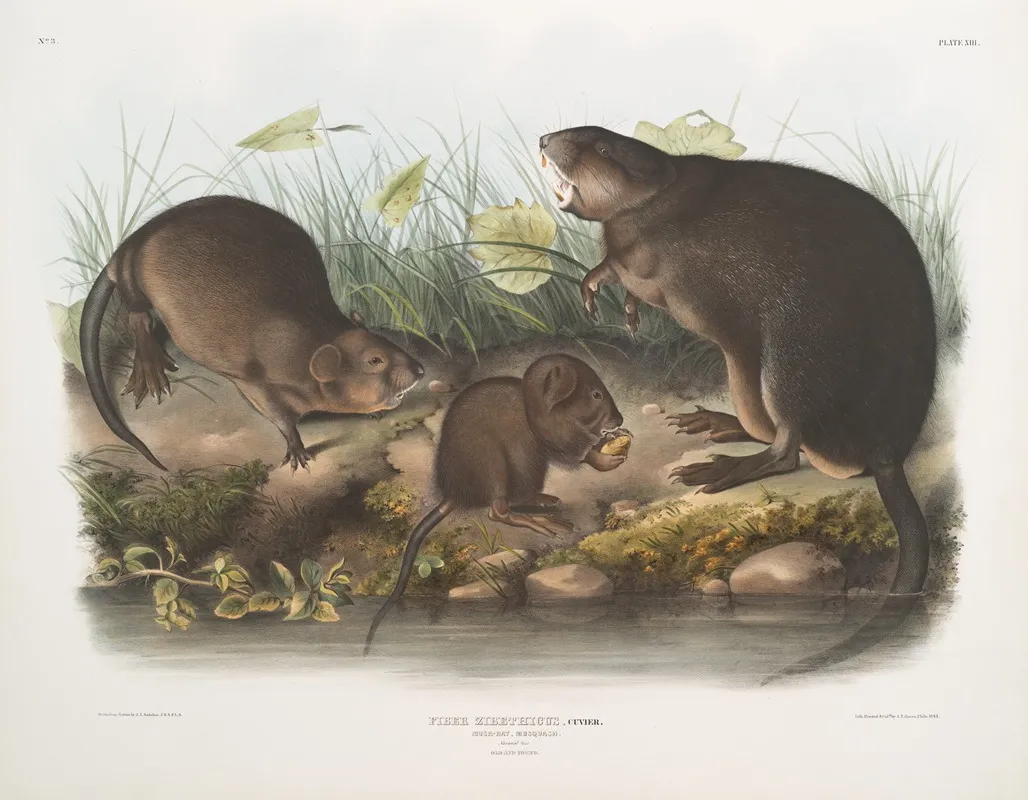 Fiber Zibethicus Musk Rat Musquash Natural Size Old And Young Wall Art by John Woodhouse Audubon - High-Resolution Digital Print