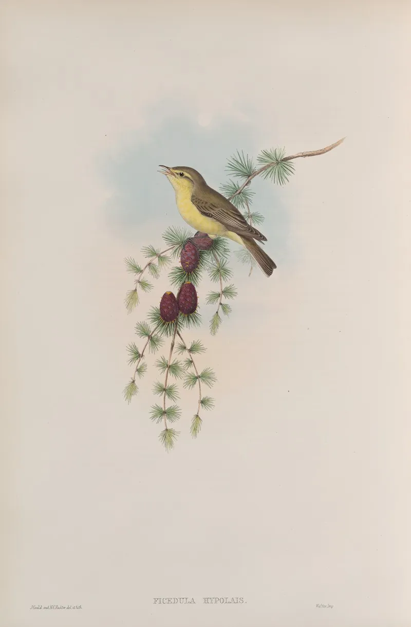 Ficedula Hypolais Melodious Warbler Wall Art by John Gould - High-Resolution Digital Print
