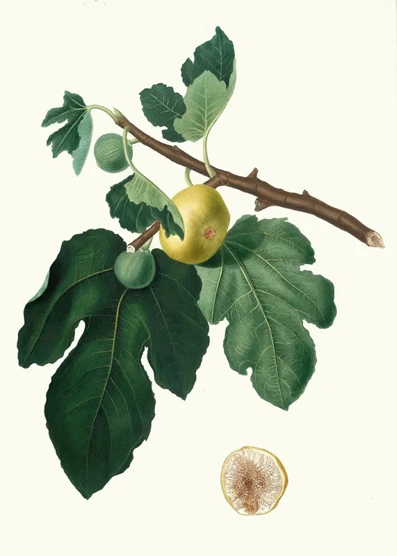 Fico Albo Ficus Carica Fig Wall Art by Giorgio Gallesio - High-Resolution Digital Print