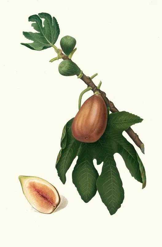Fico Datto Ficus Carica Sativa Fig Wall Art by Giorgio Gallesio - High-Resolution Digital Print