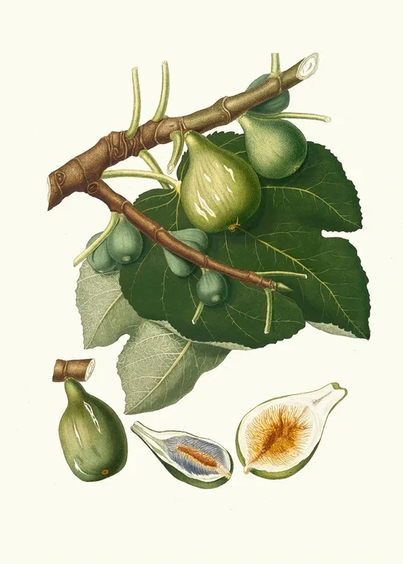 Fico Dottato Fig Ficus Carica Sativa Wall Art by Giorgio Gallesio - High-Resolution Digital Print