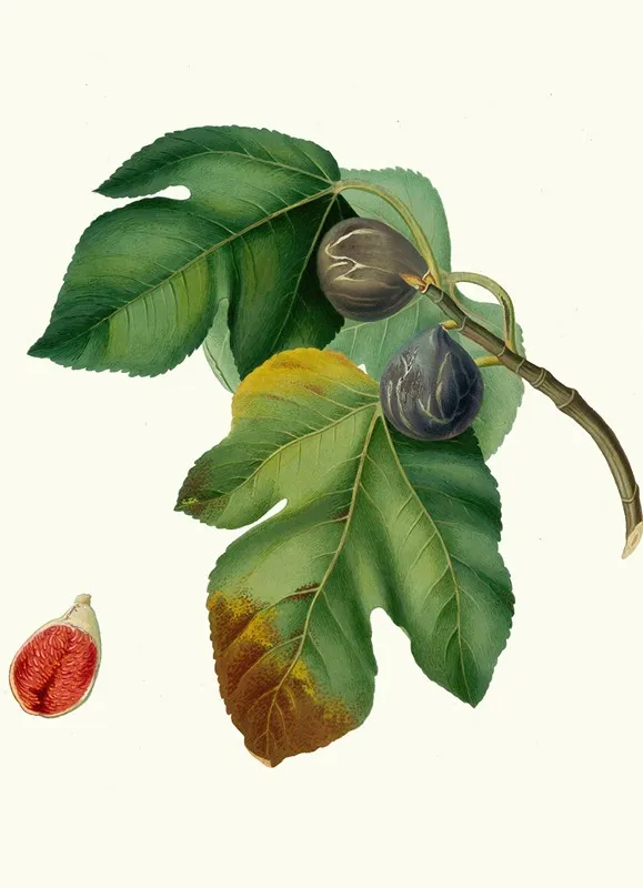 Fico Melograno O S Germano Ficus Carica Sativa Fig Wall Art by Giorgio Gallesio - High-Resolution Digital Print