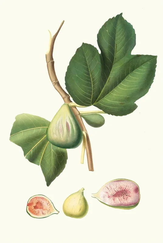 Fico Paradiseo Ficus Carica Bifera Fig Wall Art by Giorgio Gallesio - High-Resolution Digital Print