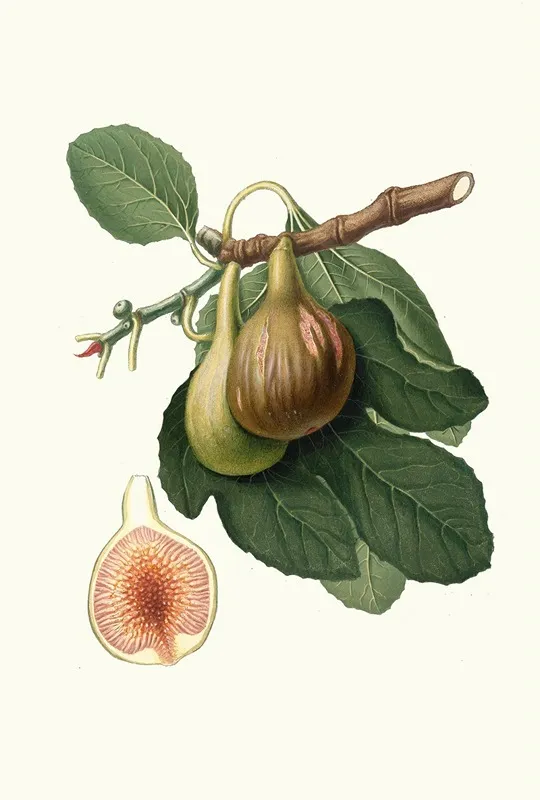 Fico Portoghese Figs From Portugal Wall Art by Giorgio Gallesio - High-Resolution Digital Print