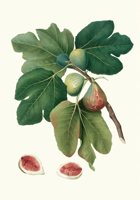 Fico Rubado Ficus Carica Sativa Common Fig Wall Art by Giorgio Gallesio - High-Resolution Digital Print