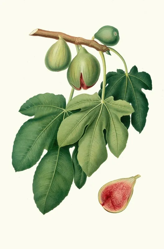 Fico Verdone Ficus Carica Fig Wall Art by Giorgio Gallesio - High-Resolution Digital Print