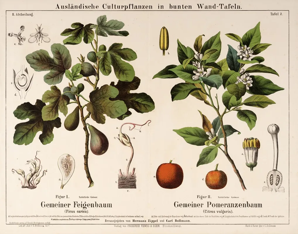 Ficus Carica Citrus Vulgaris Vijg Pomerans Wall Art by Hermann Zippel - High-Resolution Digital Print