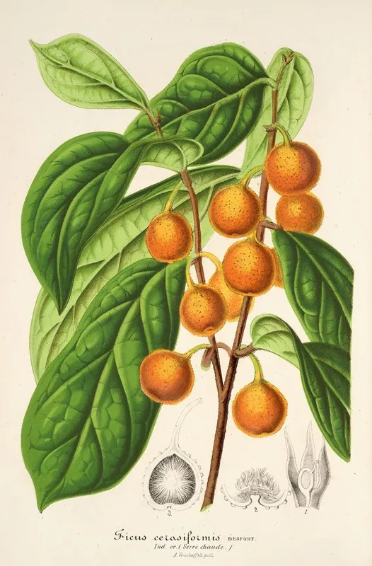 Ficus Cerasiformis Wall Art by Charles Antoine Lemaire - High-Resolution Digital Print
