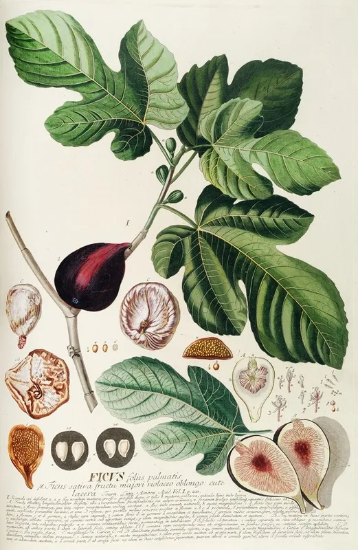 Ficus Ii Wall Art by Georg Dionysius Ehret - High-Resolution Digital Print